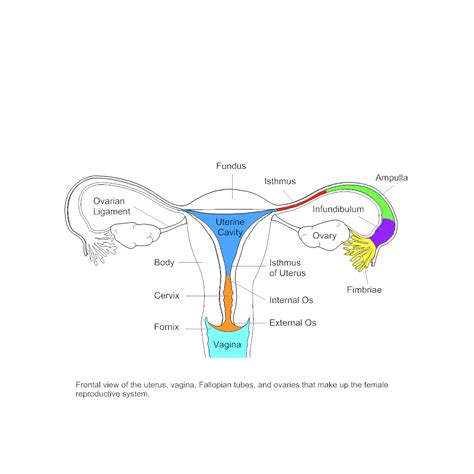 vaginal pictures|Female Anatomy: Labeled Diagrams (Inside and Outside).